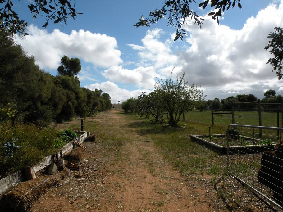 Veji patch & Fruit trees