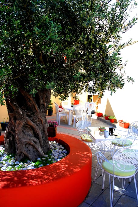 Under the Olive Tree...