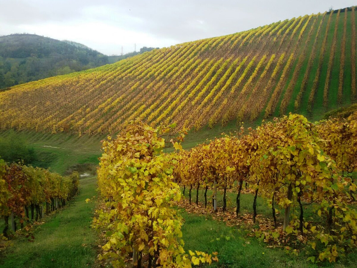 Rows of grapevines blanket the hillside, their leaves transitioning to shades of yellow and gold, indicative of the harvest season. The gentle slope of the land leads to distant hills, creating a serene landscape often associated with wine country.
