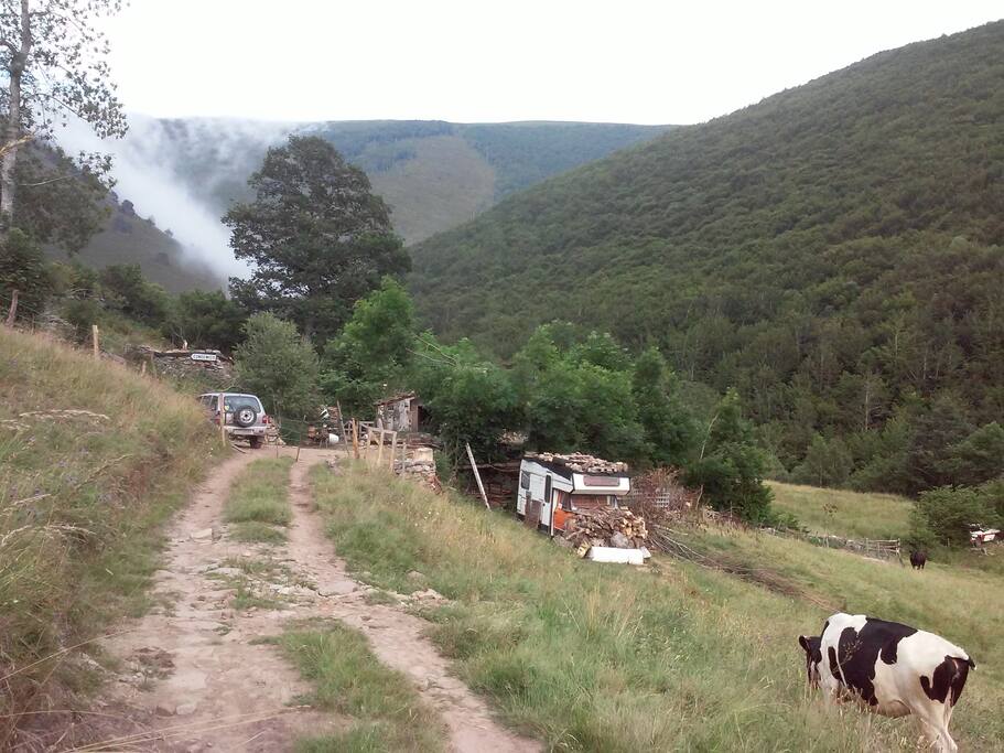 en verano te acompañan los cencerros