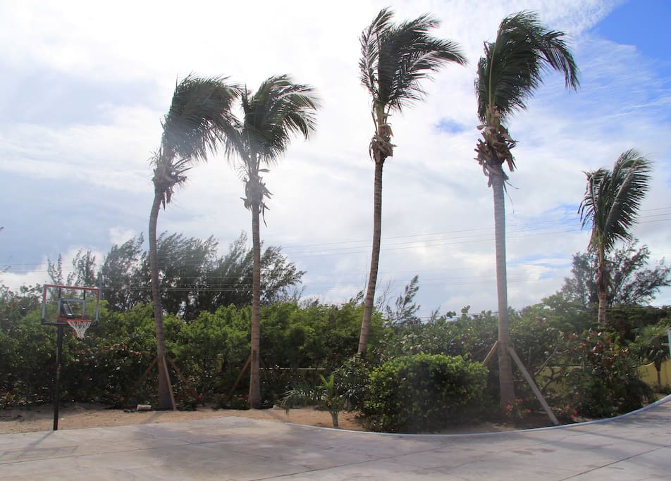 Coconut trees have been a great addition to the amazing landscape.