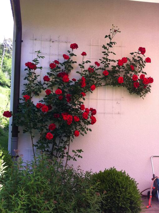 Selon la saison profitez du jardin fleuri