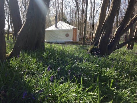 Abada Yurt Retreat in Sussex Bluebell Woods