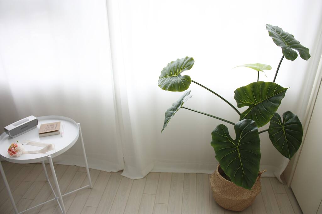 화분