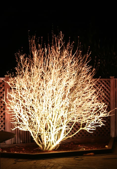 The garden in the winter.