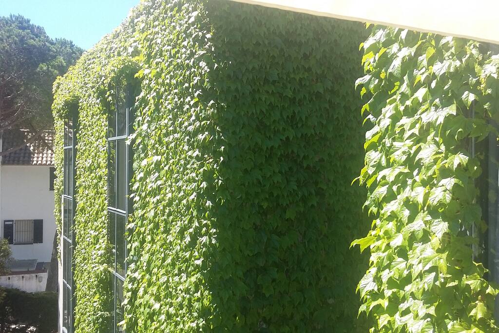 Building's view