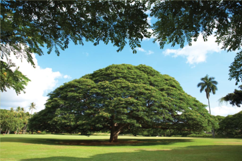The Neighborhood - Hitachi no ki (ja:日立の樹, "Hitachi tree") - Moanaloa Gardens