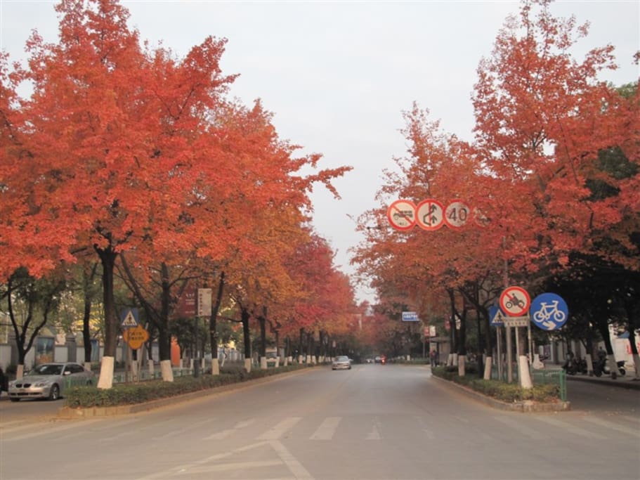 小区门口秋天枫叶