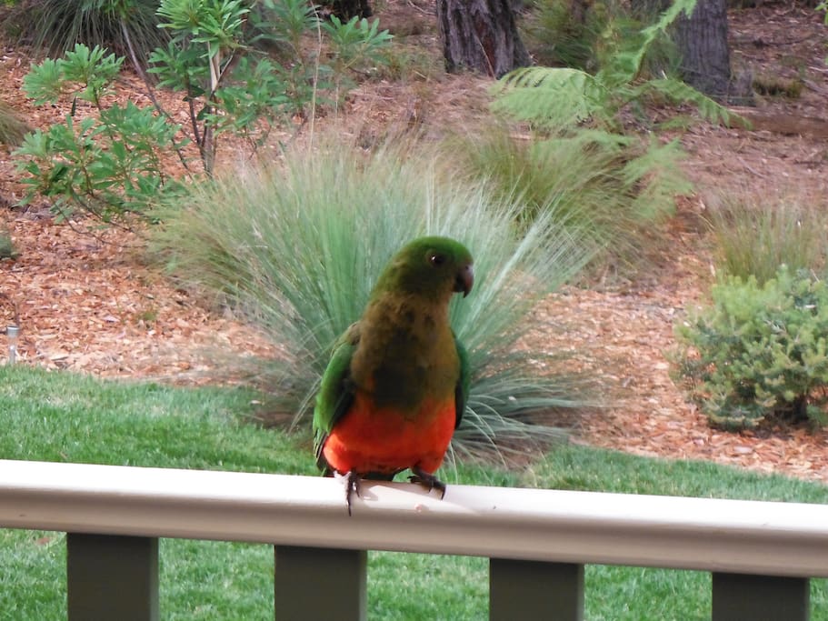 Local visitor, King Parrot
