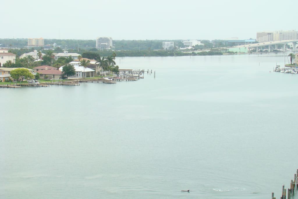 View from the balcony with dolphins swimming