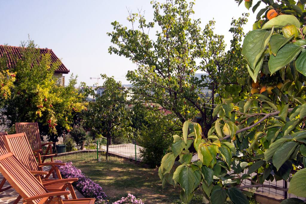 View from the terrace