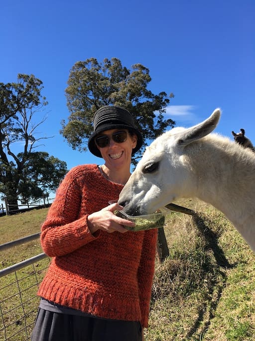 Feed the llamas