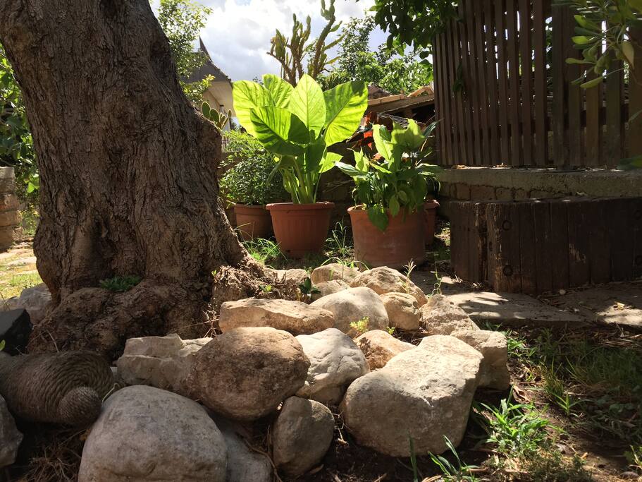 Le piante