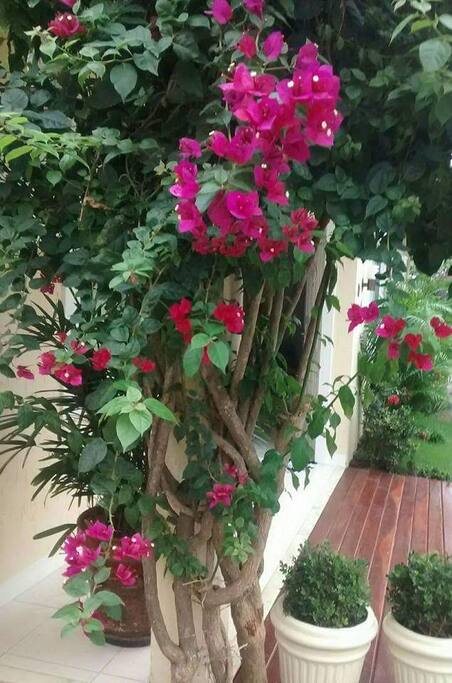 Jardim, frente casa.