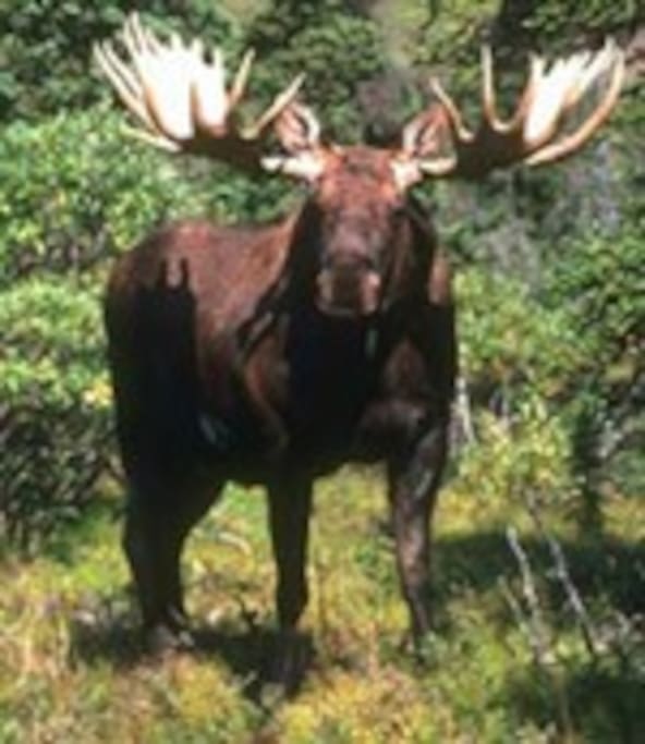 Moose checking out who is upta Camp.