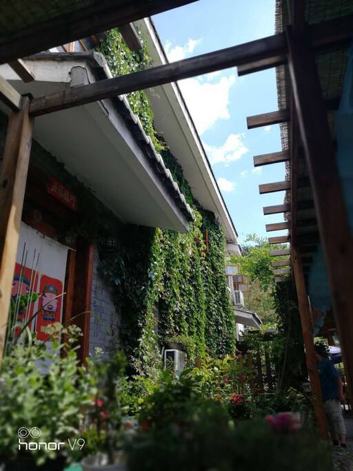 满布绿植的小院