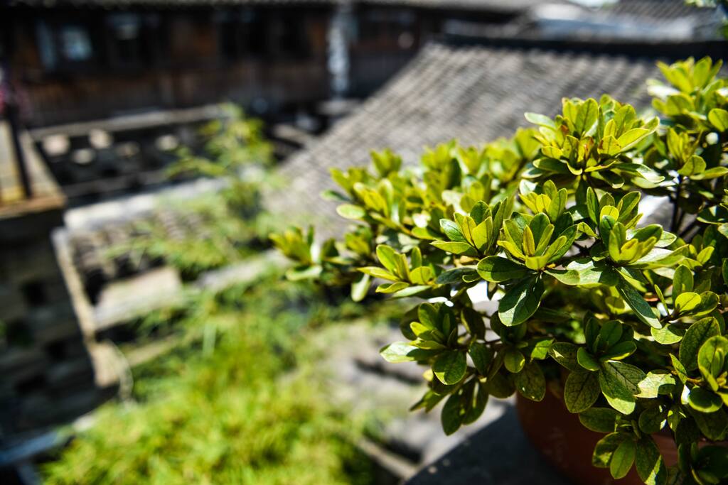 日光倾城