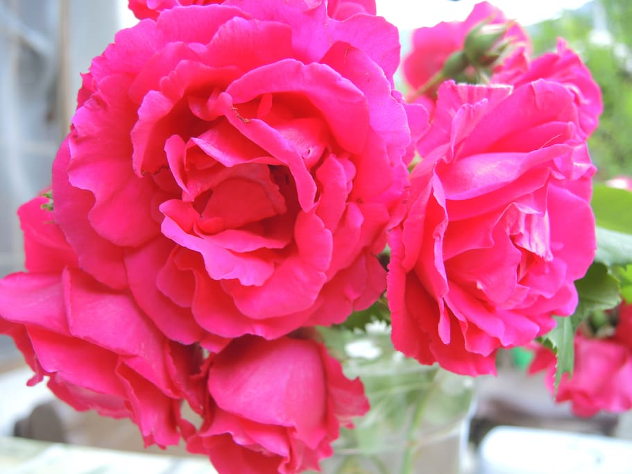 Rosa