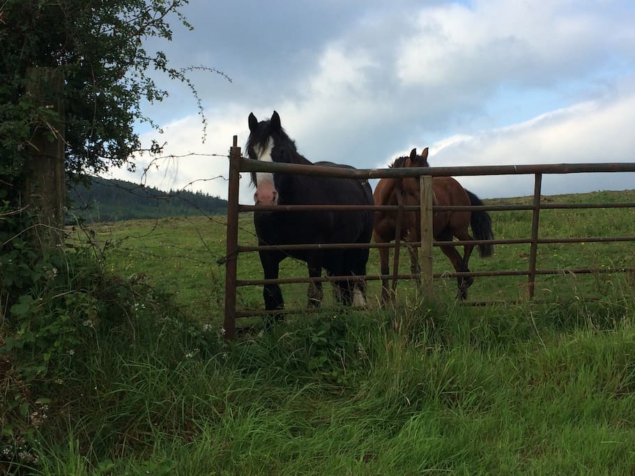 Locals