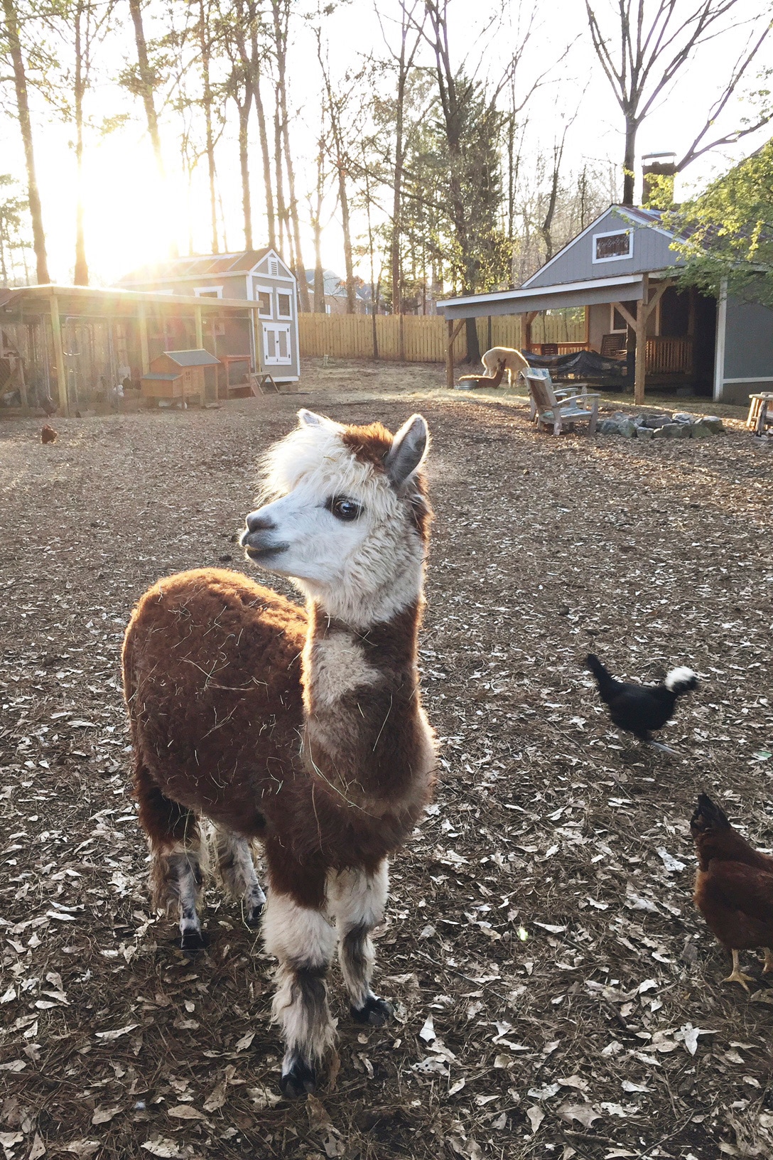An alpaca stands in a sunlit area of the farm, surrounded by soft wood chips. The animal features a soft, brown coat with white patches. Nearby, chickens can be seen roaming, and a cozy barn structure is positioned in the background among trees.