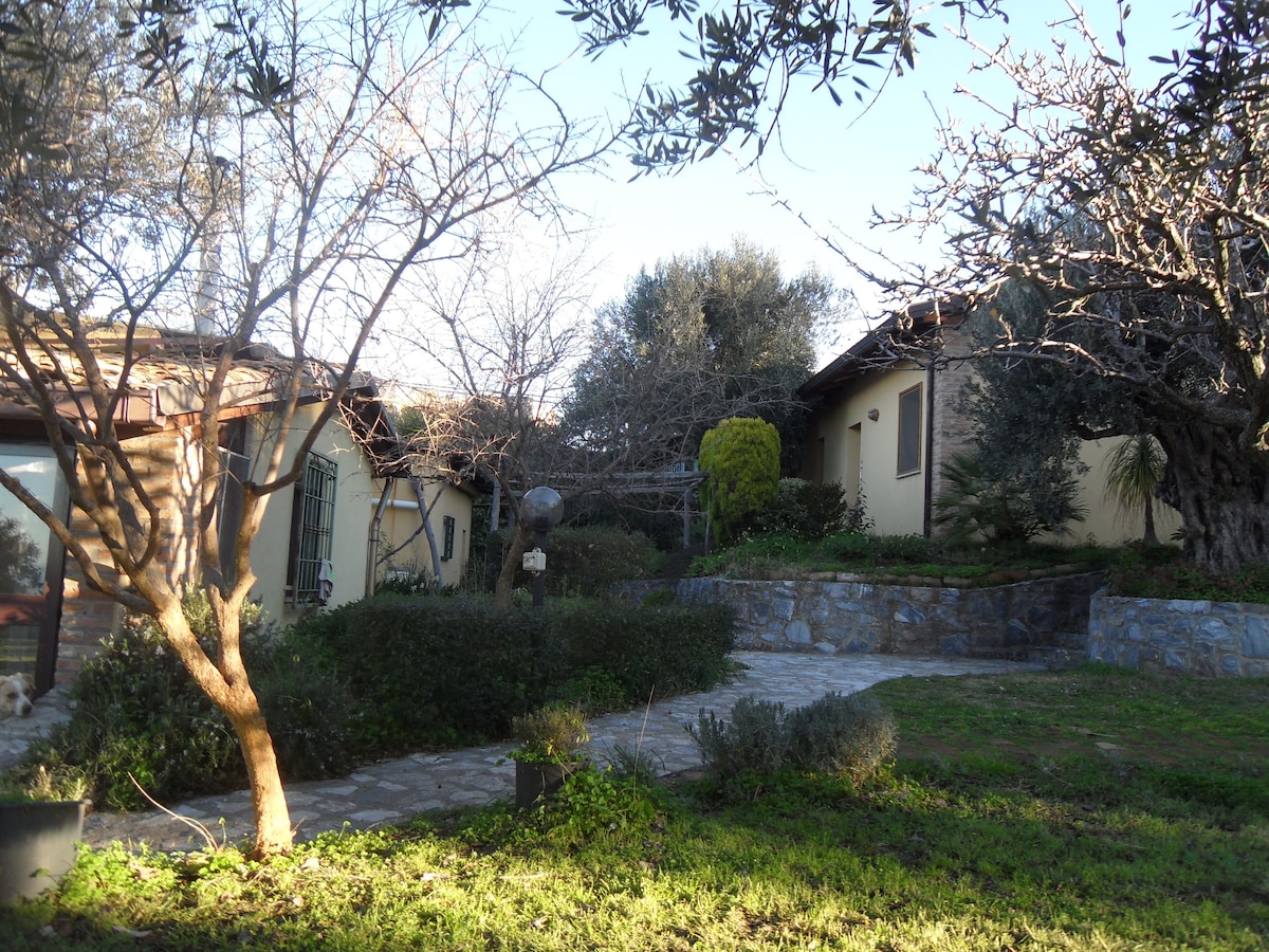A serene outdoor area features a stone pathway meandering through lush greenery and ancient olive trees. The main house and a separate dwelling are visible, surrounded by a landscaped garden. Warm sunlight casts gentle shadows across the vibrant, well-maintained lawn.