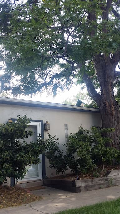 Tree canopy provides summer shade over studio