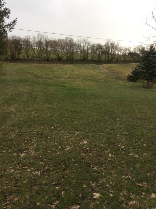 Dog walking field and grazing