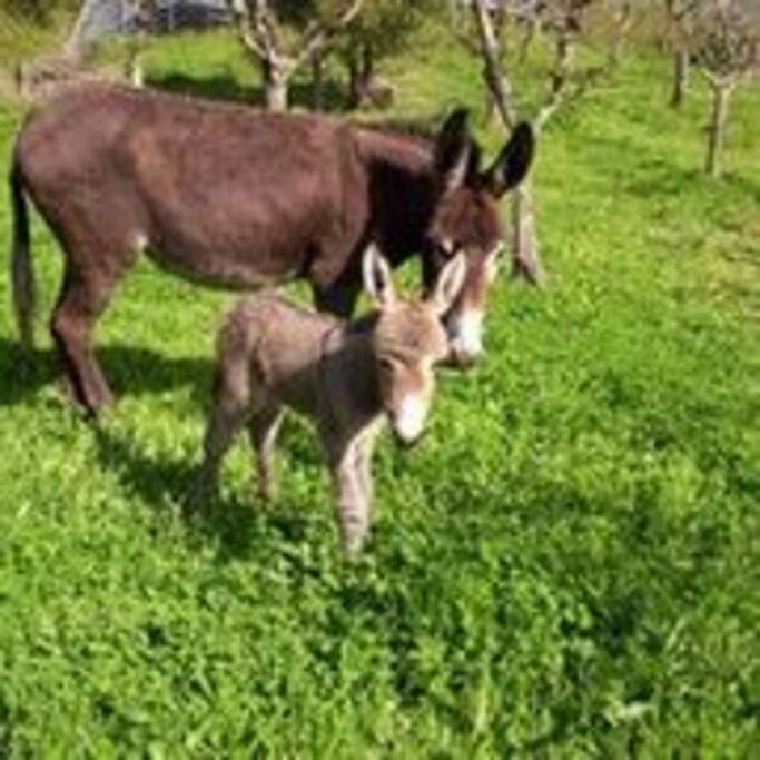 i nostri asinelli