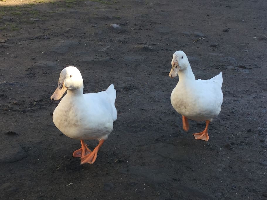 Pet ducks