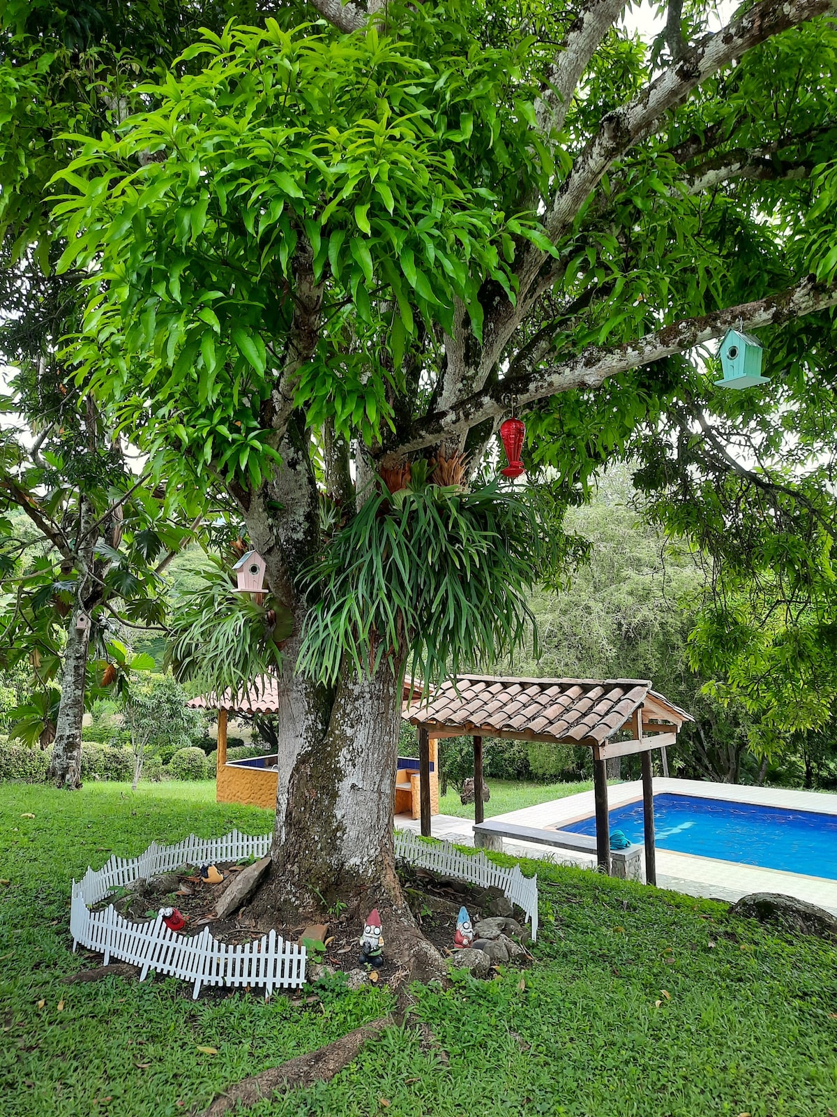 A large tree is surrounded by a white picket fence, featuring colorful birdhouses and small decorative figures. A shaded area with a thatched roof is visible in the background, alongside a clear blue pool set against a lush green landscape.