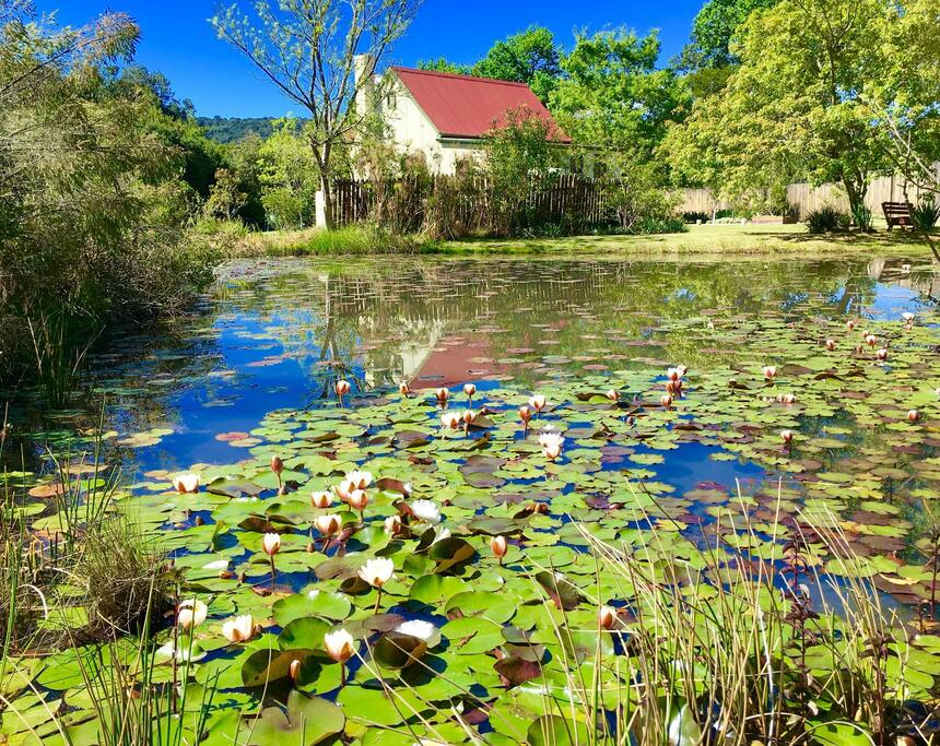 Froggy Pond is a must for some much needed reflection...