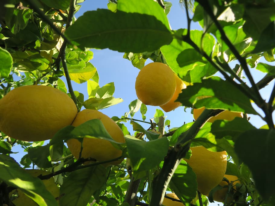 Lemon tree in private garden with afternoon and evening sun