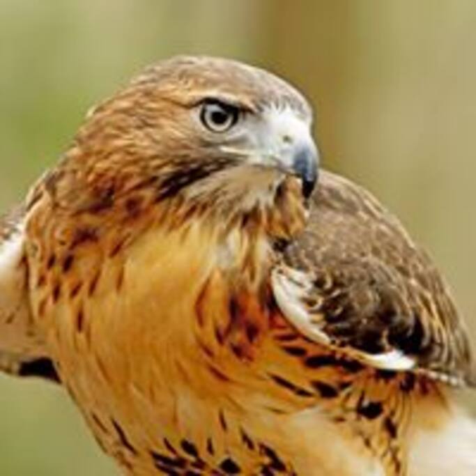 See the Falcon on the left wall at our entrance.