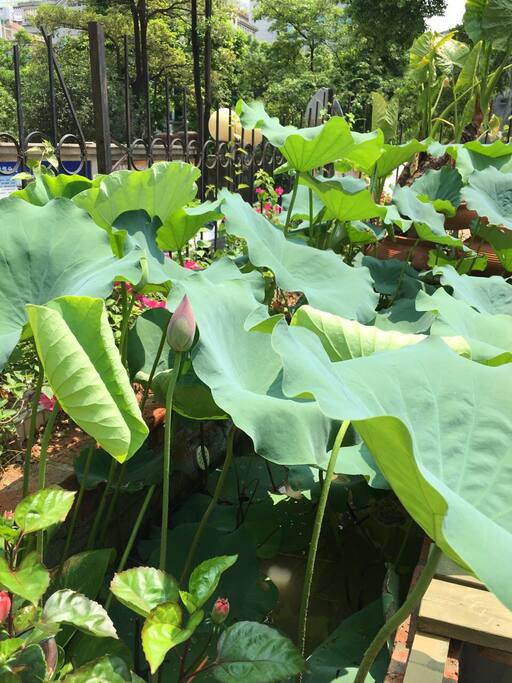 莲花池