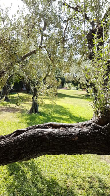 olivi nel parco