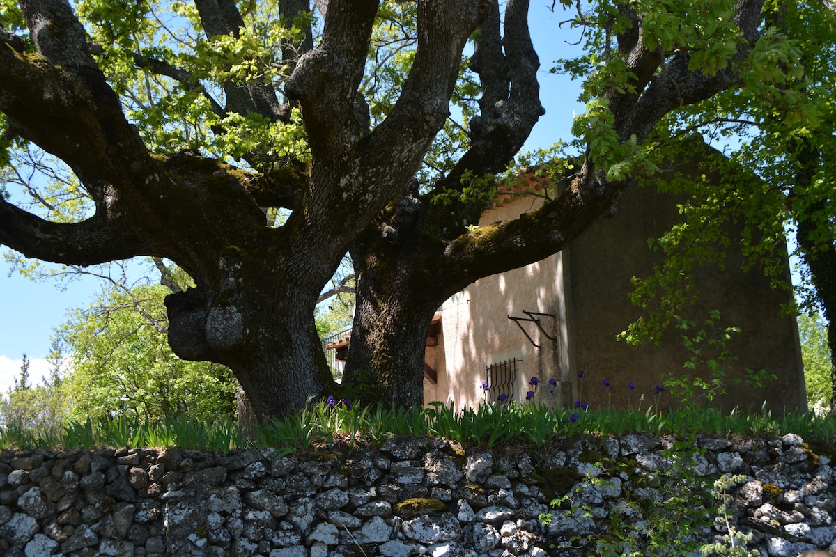 A large, mature oak tree spreads its branches beside a rustic building, providing ample shade. A stone wall adds rustic charm, and vibrant greenery and flowers enhance the natural setting, creating a serene environment conducive to relaxation.