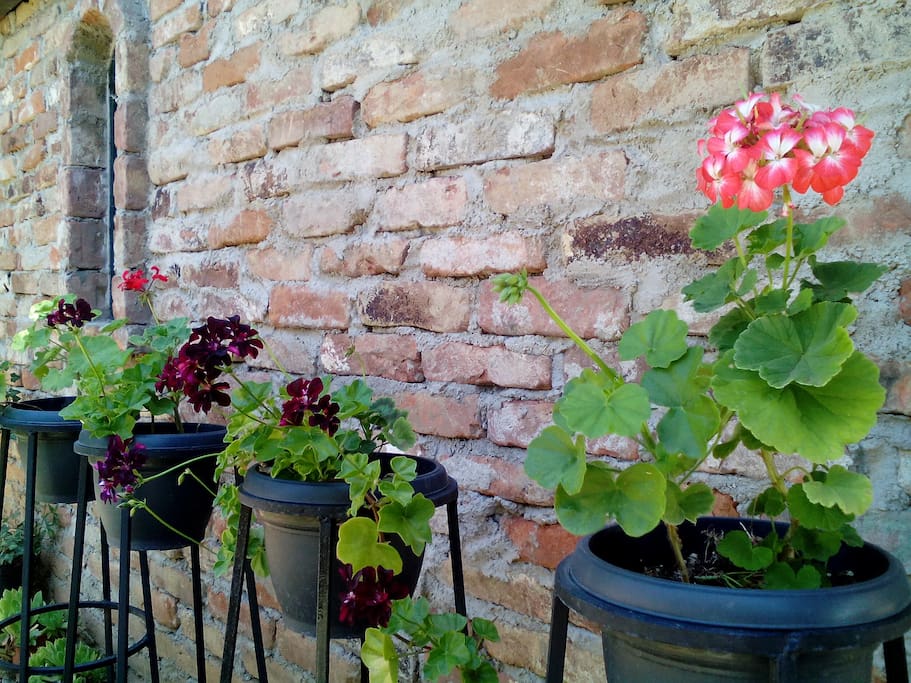 my flowers in summer