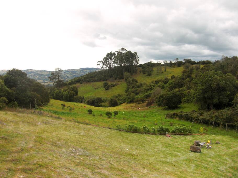 Country view