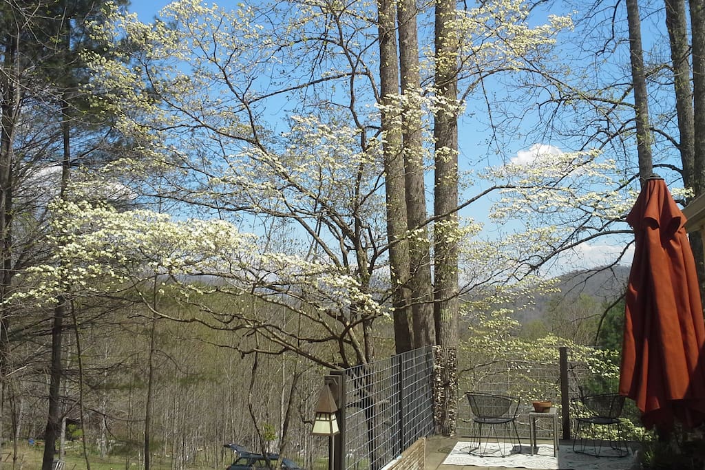 it's spring! the dogwood is in full bloom.