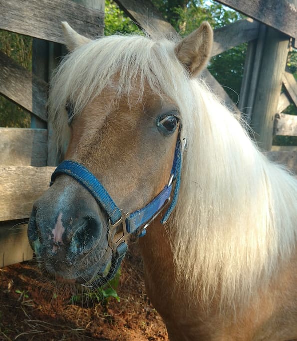 Pet our miniature horses!