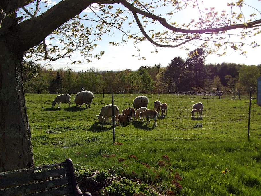 Sheep from yard