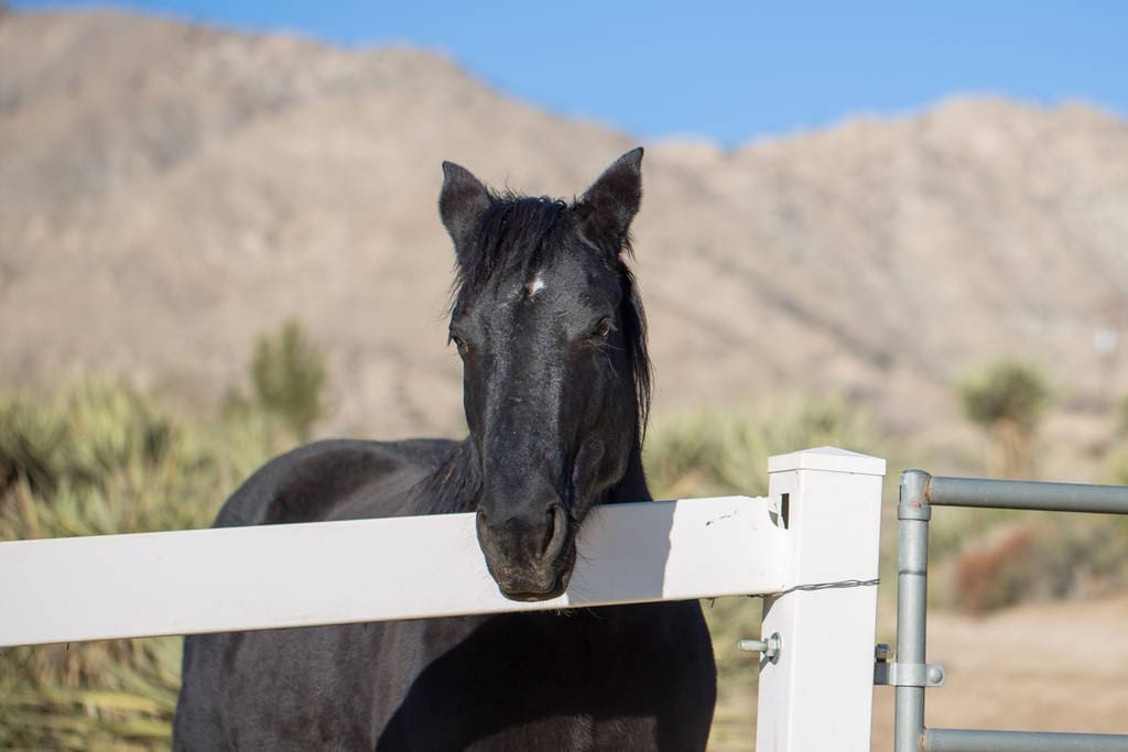 The place looks directly at the pasture. This is one of our adopted wild Mustangs that lives on the ranch.
