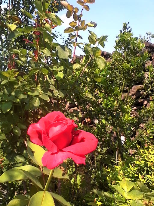 Giardino