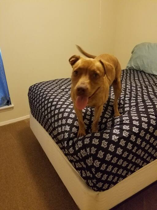 one queen size bed