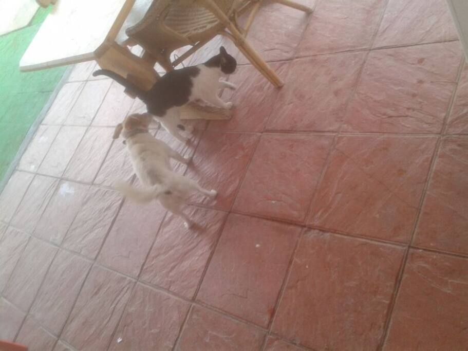 mascotas