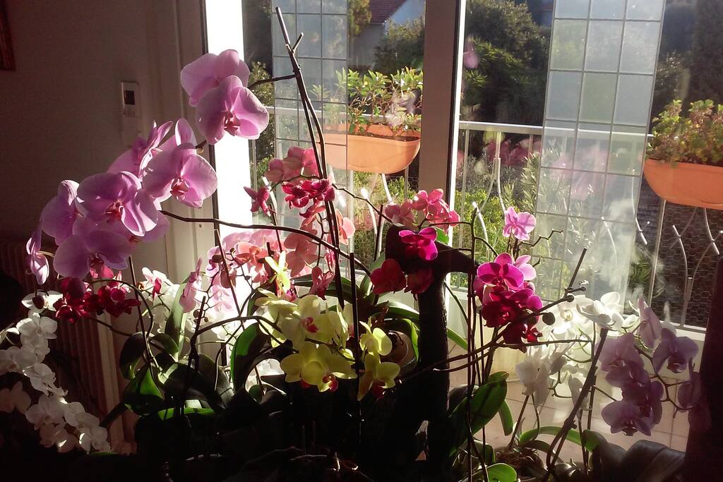 Nos orchidées (le jardinier s en occupera)