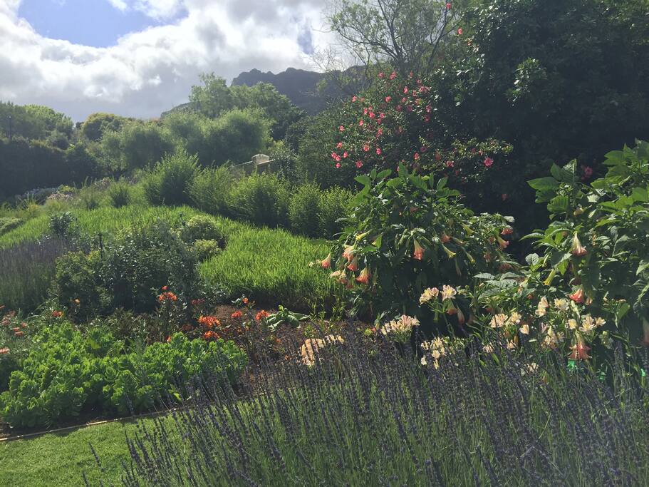 garden and view to mountain