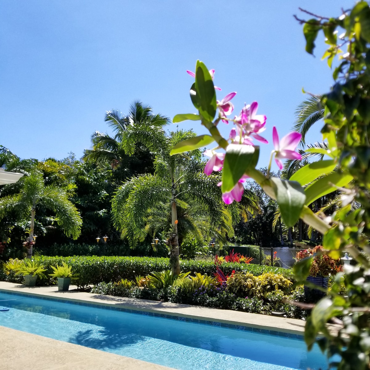 A vibrant scene is presented with tropical landscaping surrounding a 50-foot saltwater lap pool. Lush greenery and colorful flowers enhance the atmosphere, while bright blue skies frame the tranquil setting.