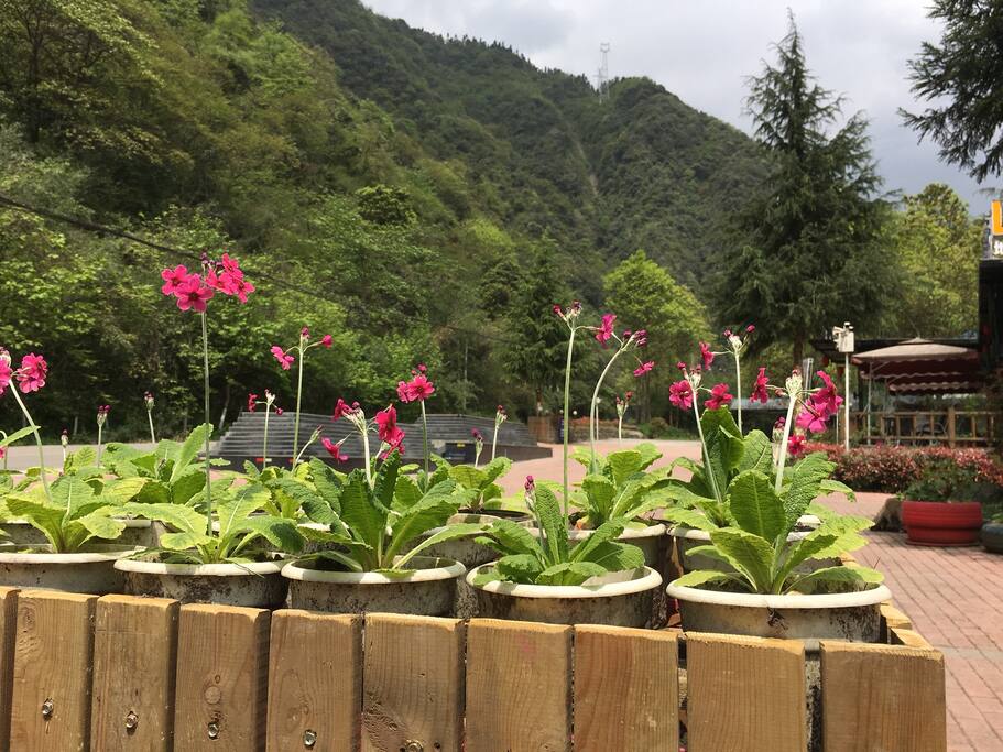 春日报春