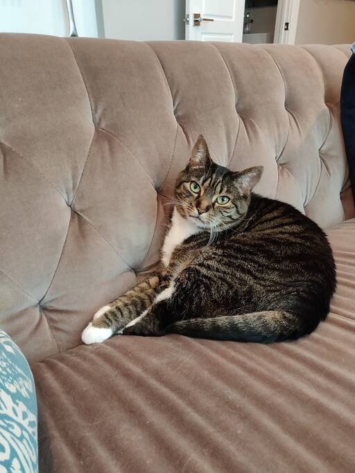 The cat you'll see